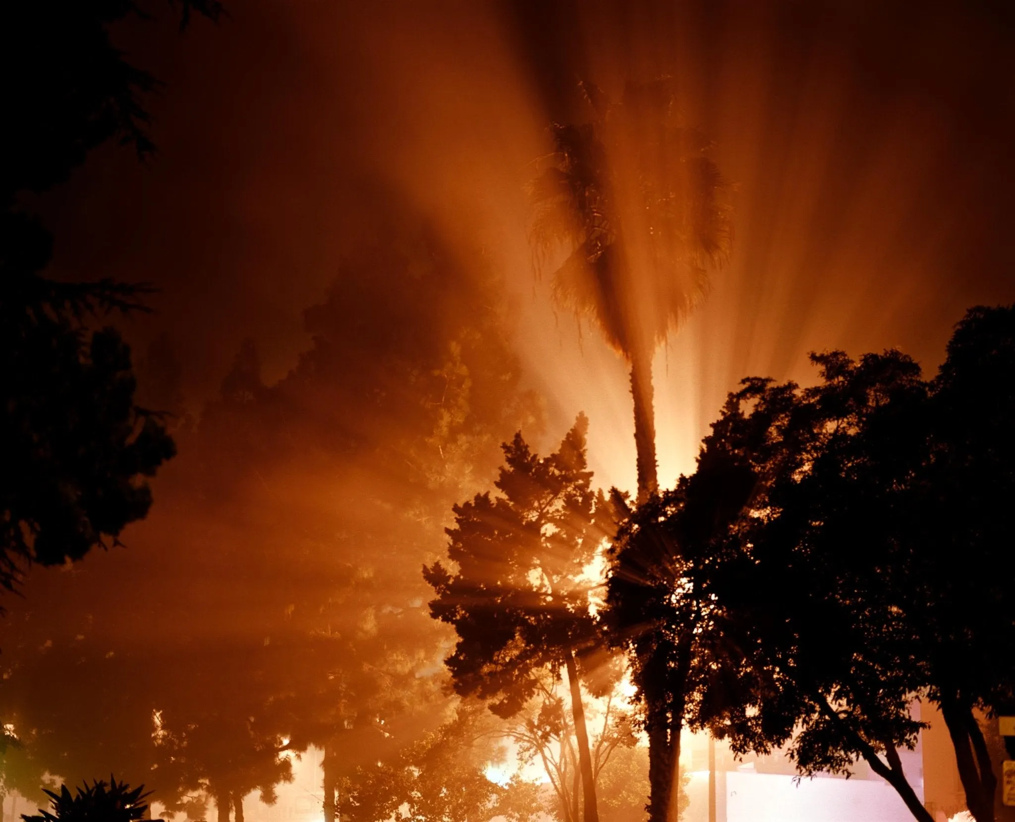 Trees - Amanda Friedman