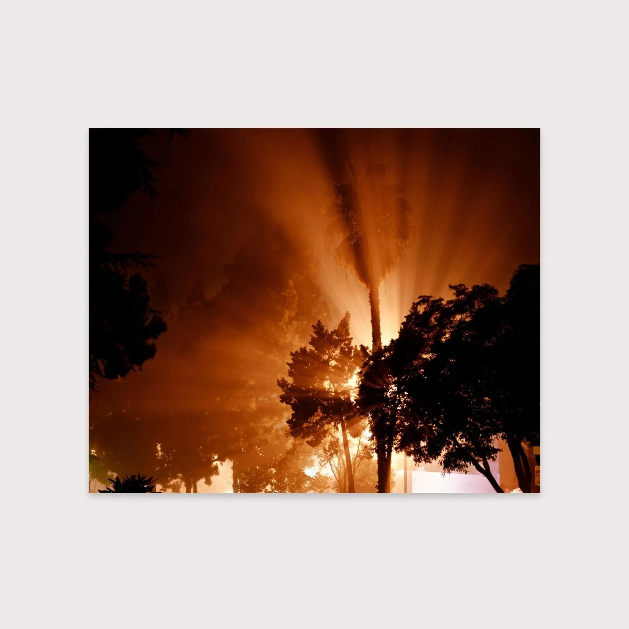 Trees - Amanda Friedman